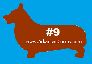 9th Pick of Red or Sable Boys - Deposit 9th Pick of Red or Sable Boys - Deposit